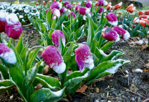 What’s Blooming at WVBG